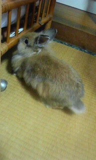 まろん17.jpg